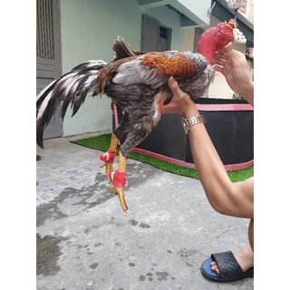 2 đôi Bịt cựa da cho gà