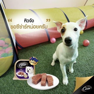 Pate hộp Cesar cho cún mèo🍲🥘