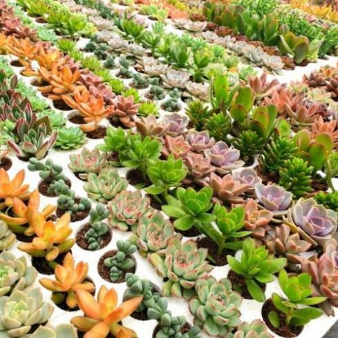 Hạt Giống Sen Đá Mix Nhiều Loại  - MUA 3 TẶNG 1 CÙNG LOẠI KHUYẾN MẠI TRONG 1 NGÀY
