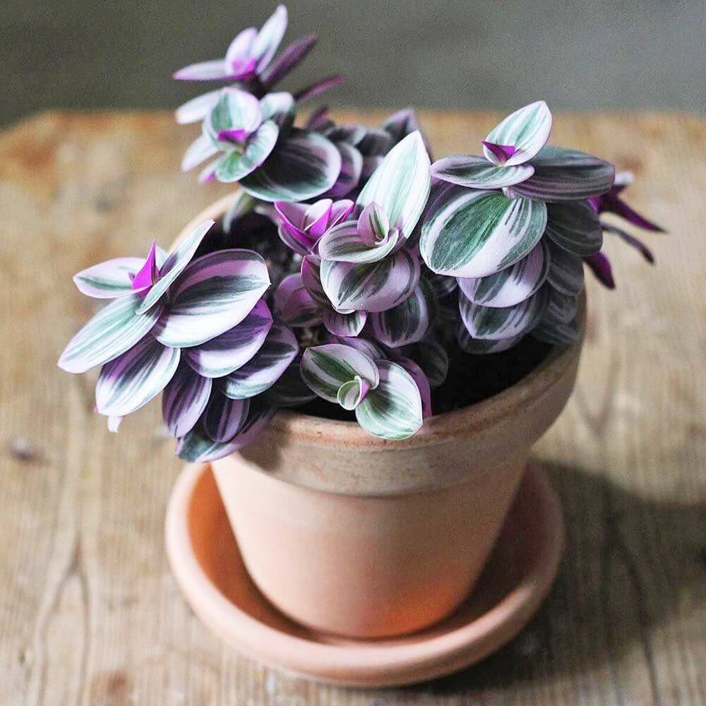 Cây giống Tradescantia albiflora Nanouk (Thài Lài Hồng Nanouk, Thài Lài Đột Biến) chậu nhựa