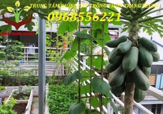 Giống cây đu đủ