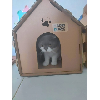 Nhà giấy đẹp cho Mèo