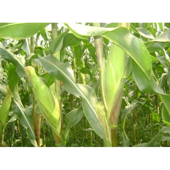 1kg Hạt giống bắp nếp nù hàng công ty năng suất cao giá rẻ