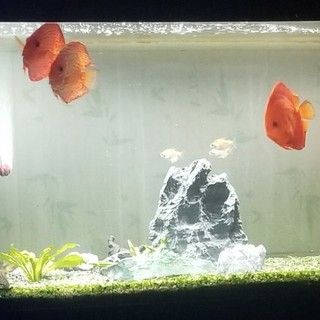 Phân nền Thủy sinh Diamax-Aqua bao 2kg
