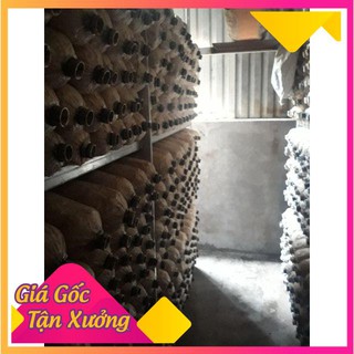 phôi nấm sò -bào ngư tím