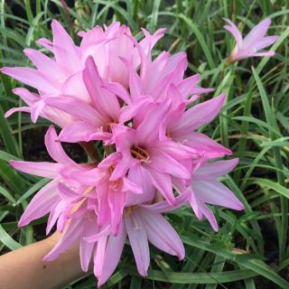 2 củ hoa huệ mưa cherry pink hoa to