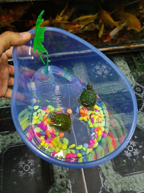 BỂ NUÔI RÙA BABA THÚ CƯNG RẤT DỄ THƯƠNG 20x15x10cm