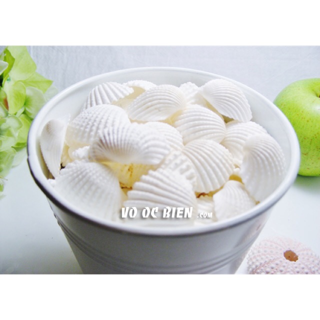 Vỏ sò trắng trang trí