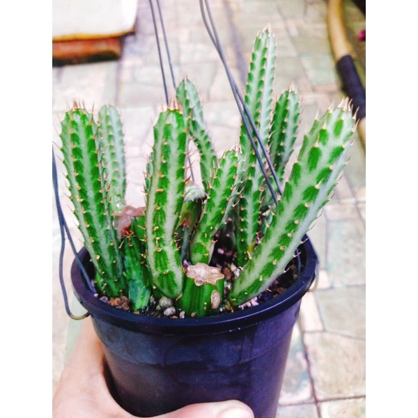 Xương rồng rắn biển giống mới