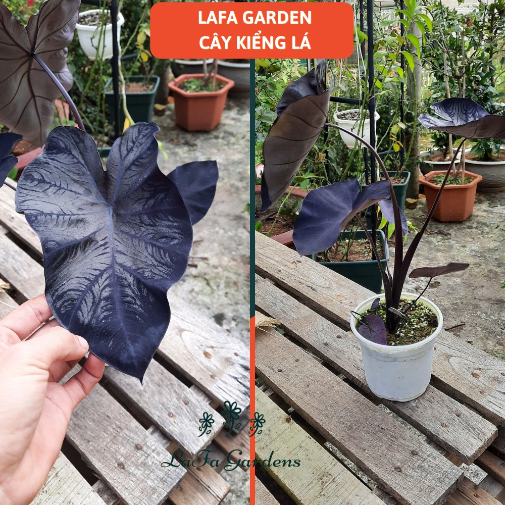 Cây kiểng lá Black Coral LAFA GARDEN, Kích thước (40-60cm), Combo kèm chậu và giá thể trồng cây