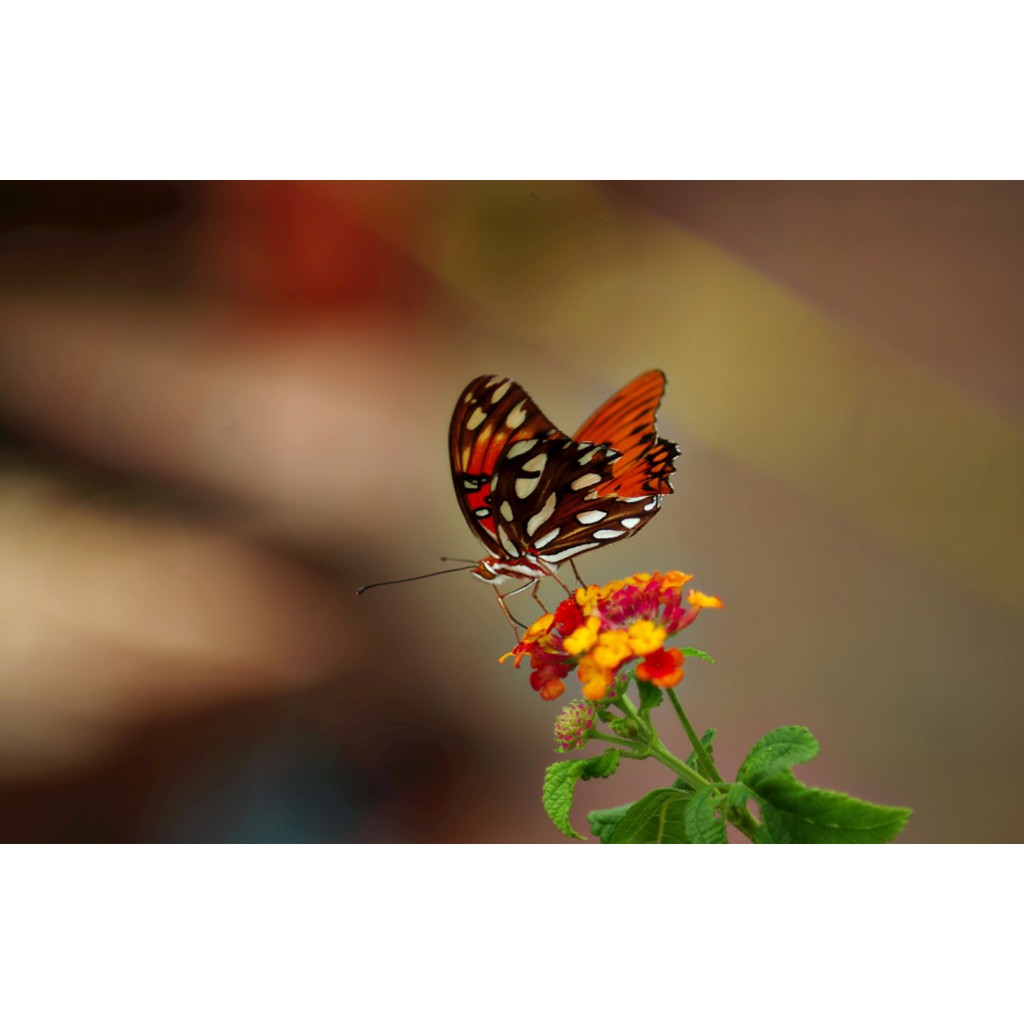 Ống kính máy ảnh Tamron 80-210mm f4.5-5.6 AF Nikon   - 11439