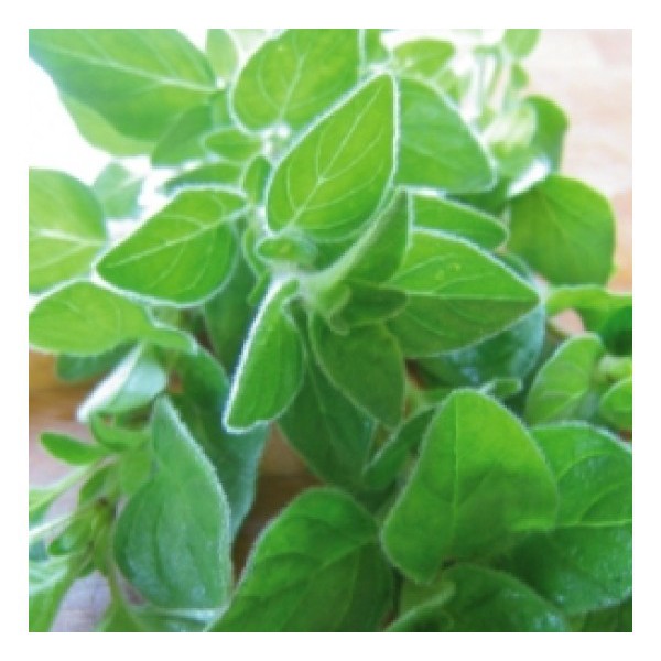 Hạt giống oregano Ý tặng kích mầm và hướng dẫn