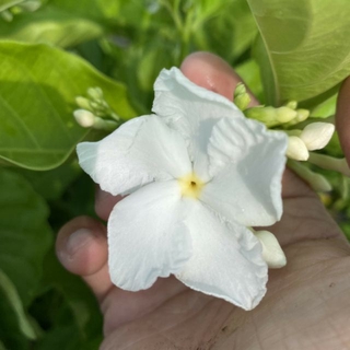 Lài tây...hoa thơm ngọt ngào