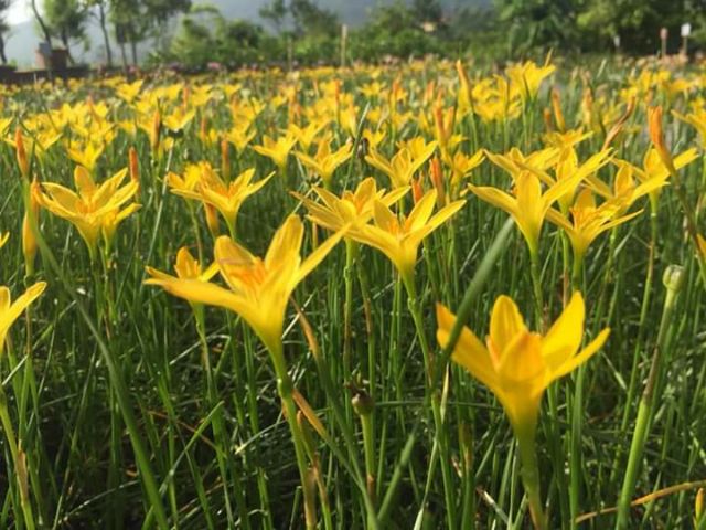 Củ  hoa huệ mưa vàng _hoa tóc tiên