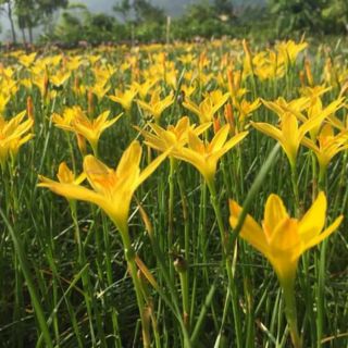 củ  hoa huệ mưa vàng _hoa tóc tiên