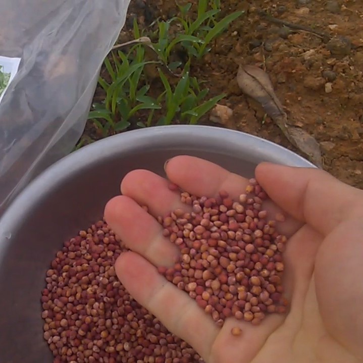 Giống Cỏ Sudan Lai  - Giống Cỏ Ngô - Giống Cỏ Chăn Nuôi Năng Suất Cao
