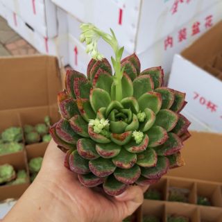 Sen đá bông hồng xanh