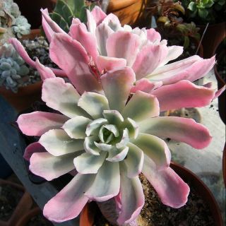 Sen đá đột biến. Echeveria 'Hoveyi'. Echeveria 'Zahnii'.