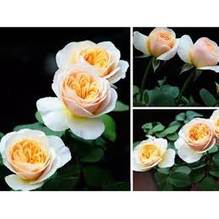 Hoa hồng juliet bầu ổn định