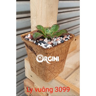 CHẬU XƠ DỪA ORGINI - Ly vuông 3099: cao 9,5; đỉnh 8,5*8,5; đáy 6*6