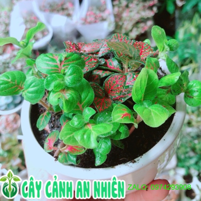 Chậu Cẩm Nhung (lá may mắn)