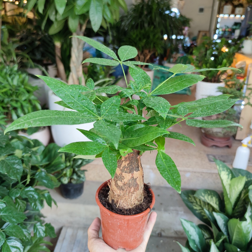 Cây kim ngân tài lộc, chậu phật cao 25cm (ngẫu nhiên)