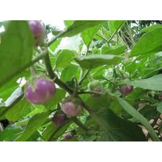 0.5gr Hạt giống cà pháo tím