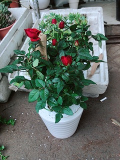 Chậu cây hoa hồng