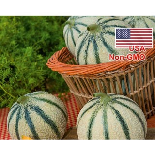 Hạt giống dưa lê siêu ngọt bạch ngọc - Gói 10 hạt