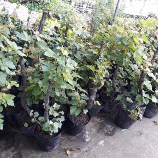 Cây 🌲 Nho Kẹo leo giàn