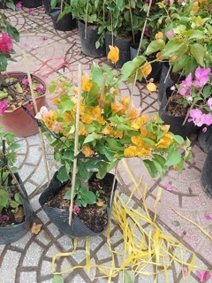 Cây 🌲 Hoa giấy vàng cam ( siêu hoa)