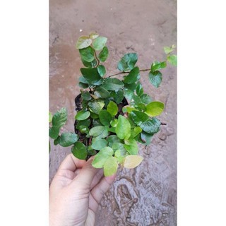Combo 3 bầu cây vảy ốc bám tường-cây thằn lằn