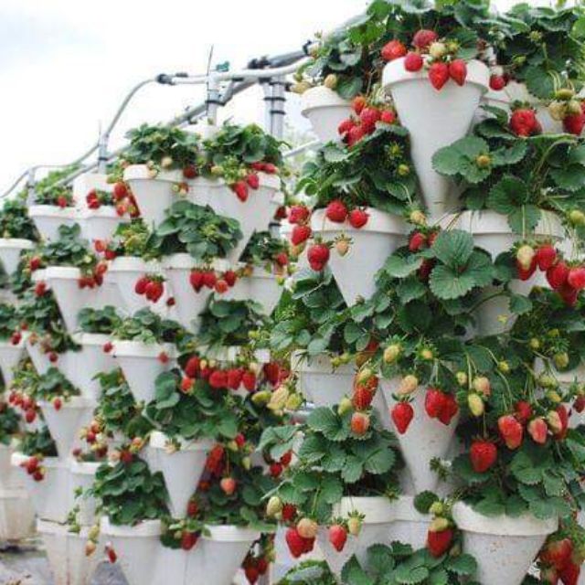 5 cây giống dâu tây