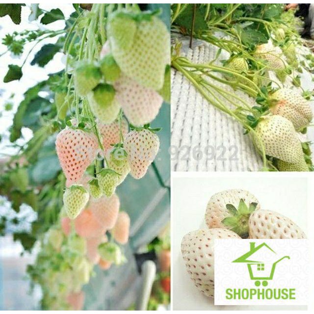 shophouse Hạt giống dâu tây trắng F1 100 hạt  SHOP HOUSE  TẾT KHUYẾN MẠI