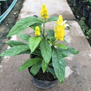 Cây hoa rồng vàng nhả ngọc, chiều cao 20cm hoa vàng bắt mắt lá sum suê sức sống mãnh liệt, thích hợp trang trí cảnh quan
