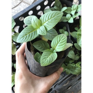 Rau xá xị , rau thơm mùi xá xị