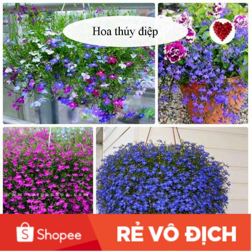100 hạt hoa thúy điệp trồng chậu chất lượng cao