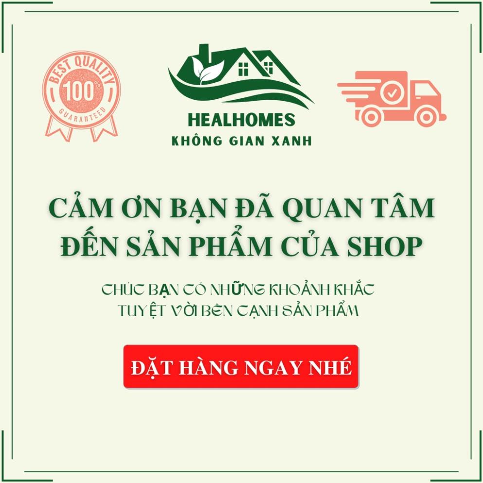 Ghế lười thư giãn mây tre con sò Cao Cấp, trang trí sân vườn ban công, decor phòng khách, bàn ghế uống trà / HealHomes