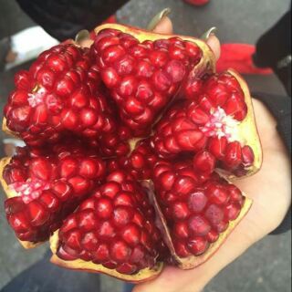 Cây Giống Lựu Rubi Ấn Độ