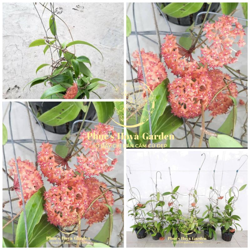 Chậu Cẩm cù Valmayoriana lớn đang hoa hoặc còi