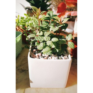 Cây Bình An - Peperomia pluteolata