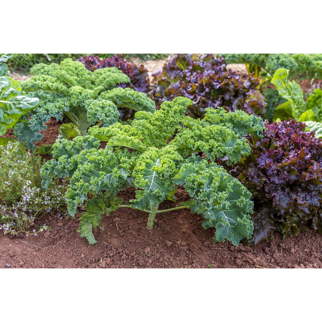 2 gam hạt giống cải xoăn Kale dễ trồng