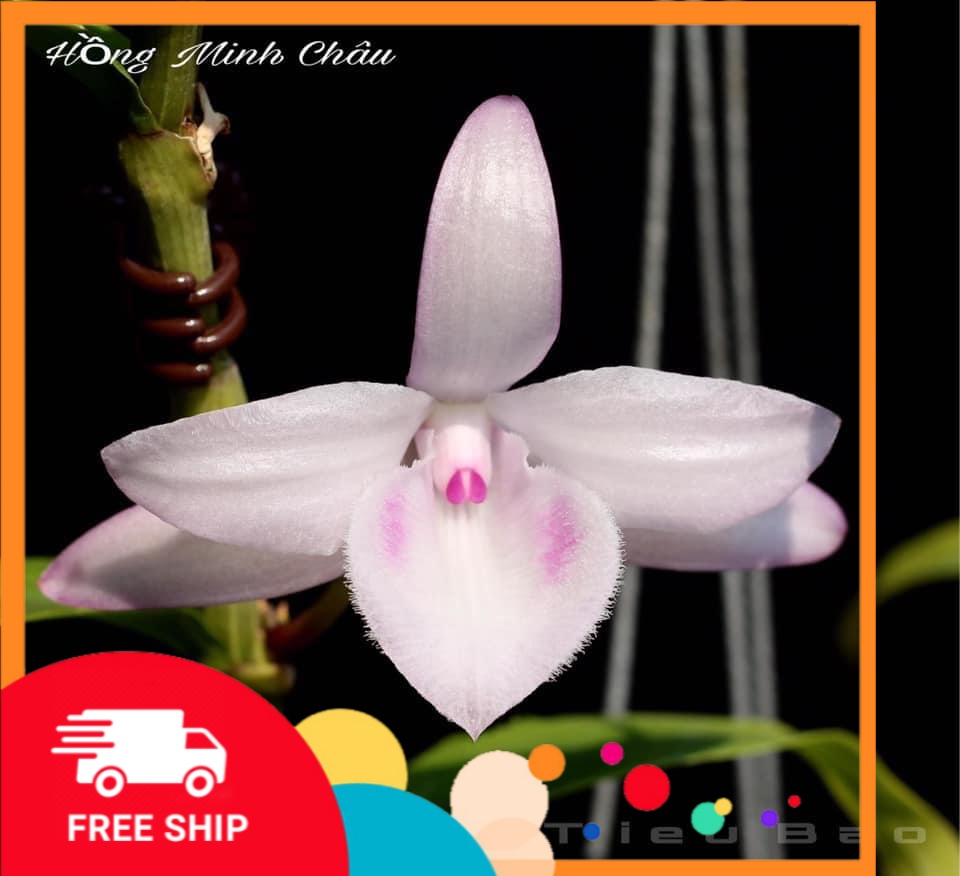 Lan phi điệp đột biến 5 CÁNH HỒNG MINH CHÂU - Hoa siêu đẹp, thuần khiết giá rẻ cây đẹp, cam kết chất lượng