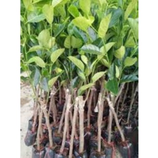 CÂY GIỐNG MÍT VIÊN LINH( GIỐNG GHÉP CHO TRÁI SIÊU SỚM)