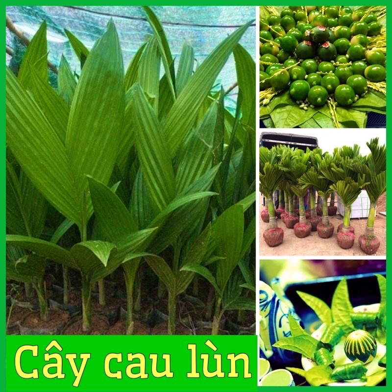 Cây Cau Lùn Tứ Quý, Giống Chuẩn, Cau lùn ra quả quanh năm (ảnh thật)