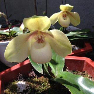 Hoa phong lan hài hằng bóc rừng 1 cây