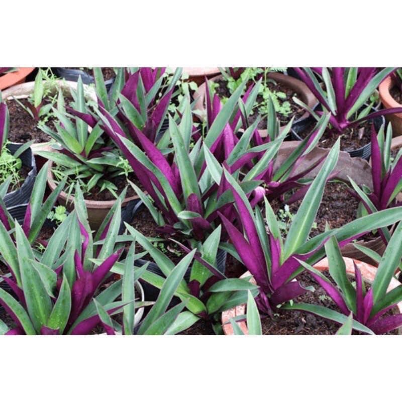 Cây lẻ bạn - mua 1 tặng 1