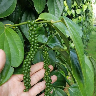 Set 4 cây Tiêu giống chuẩn.