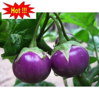 Hạt Giống Cà Pháo Tím 50 HẠT