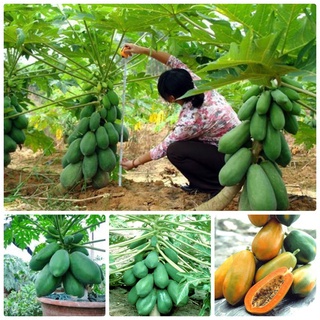 #Hạt_Giống_Đu_Đủ_Lùn